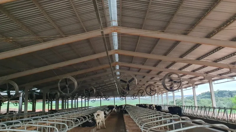 Free stall metros por vaca